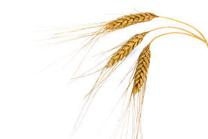 Including Wheat & Gluten in Baby's Diet