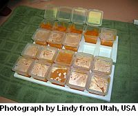 Butternut squash puree for baby Butternut squash puree for baby